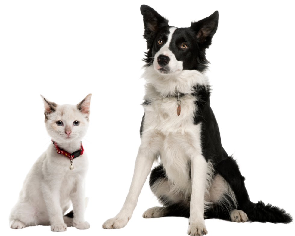 Emergency Referrals Main Street Animal Clinic