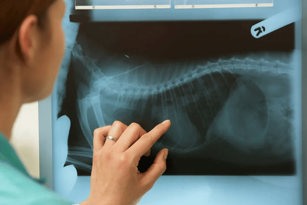 A vet points at an X-ray image