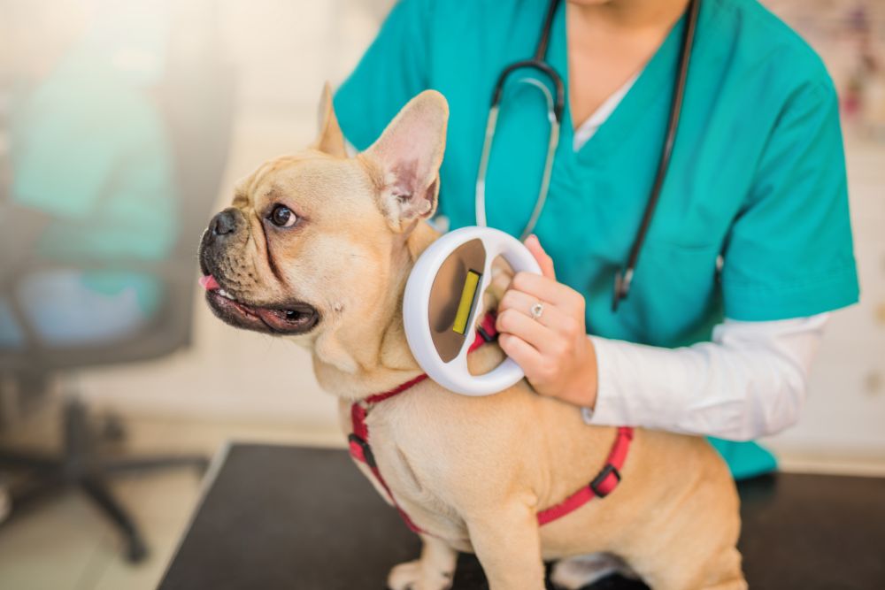 vet checking microchip device on dog's neck