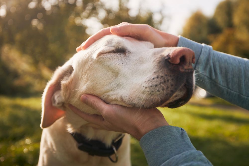 a person is petting a dog