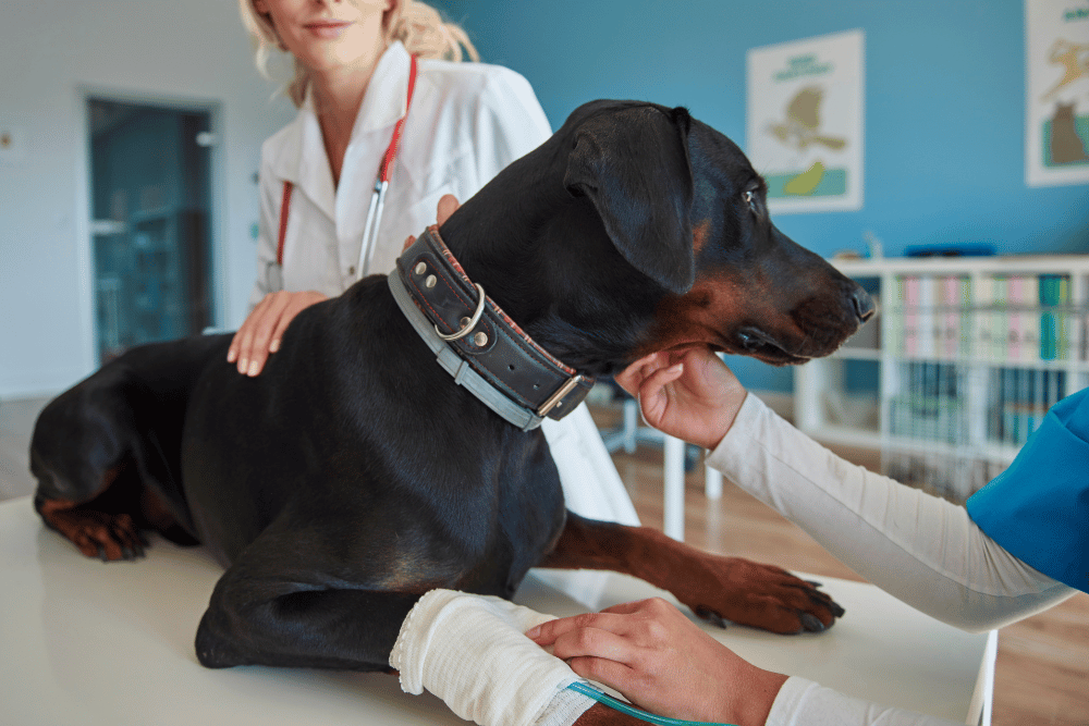 A vet examines a dog at a veterinary clinic