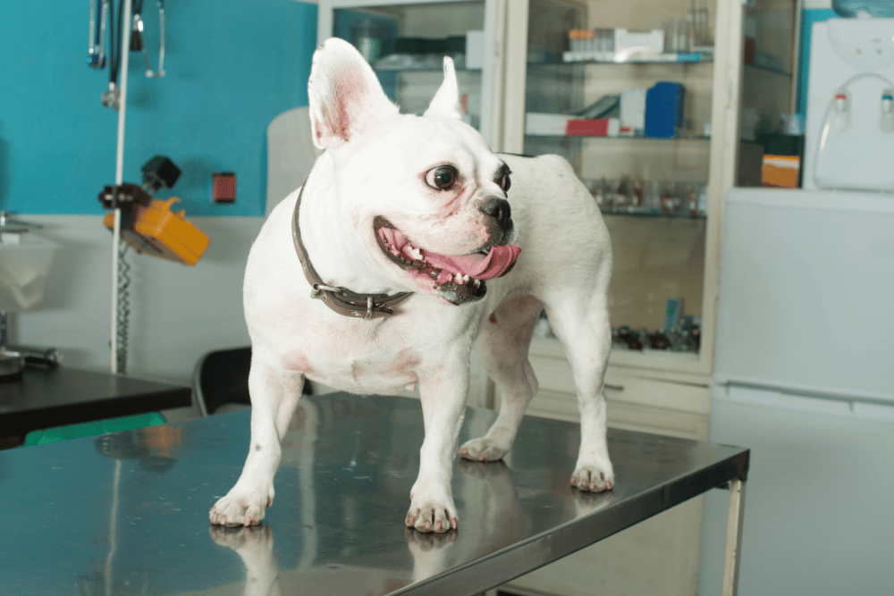 dog standing on table