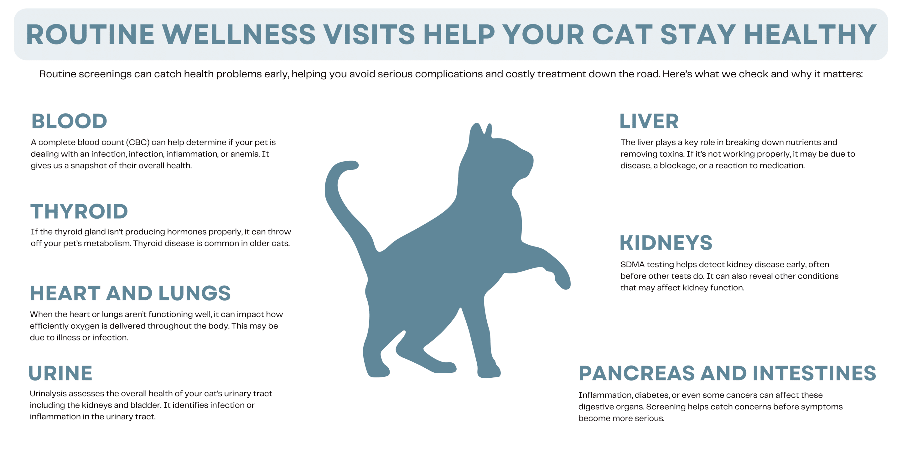 Routine Wellness Screenings Graphic - Cat
