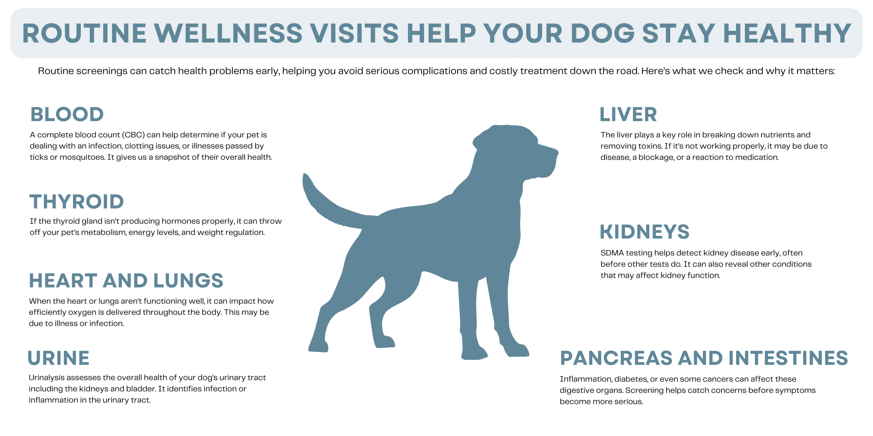 Routine Wellness Screenings Graphic - Dog