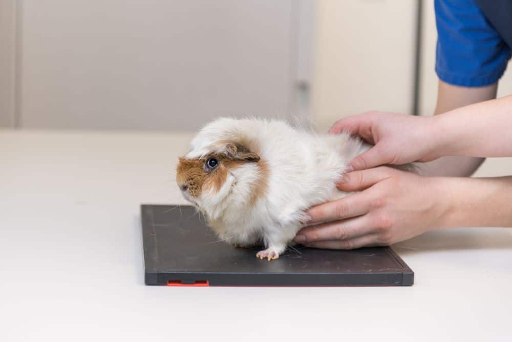 Guinea pig examined by the vet