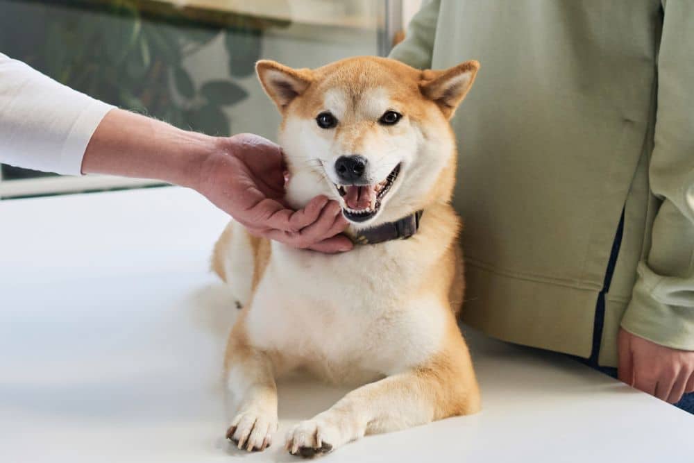 vet examining the teeth of a dog