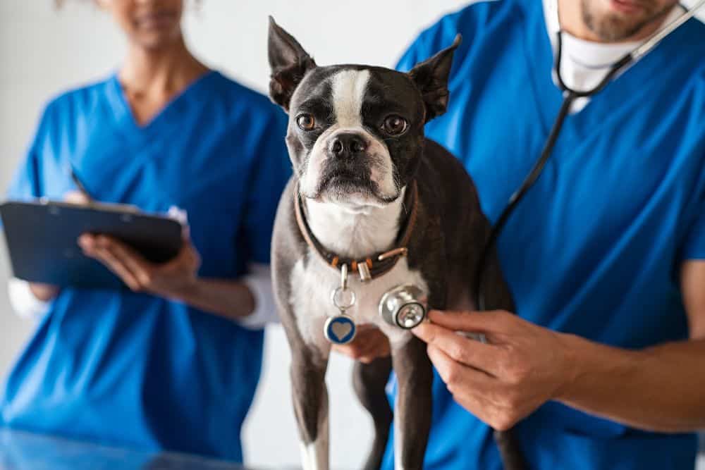 vet and nurse examining a dog