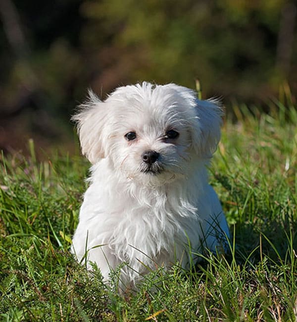 Dog sitting on the grass